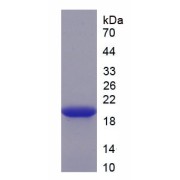 abx067525