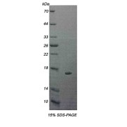 abx067535
