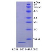 SDS-PAGE analysis of Horse Interleukin 8 Protein.