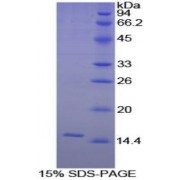 SDS-PAGE analysis of Guinea Pig Interleukin 8 Protein.