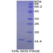 abx067556