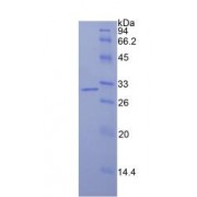 SDS-PAGE analysis of recombinant Human IDH1 Protein.