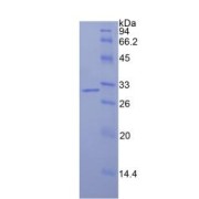 SDS-PAGE analysis of recombinant Human IDH1 Protein.