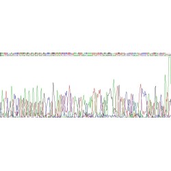 Human Jagged 1 Protein (JAG1) Protein