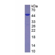 SDS-PAGE analysis of recombinant Human Jagged 1 Protein (JAG1) Protein.