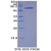 SDS-PAGE analysis of Rat Kallikrein 6 Protein.