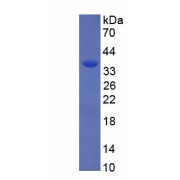 SDS-PAGE analysis of recombinant Rat Keratin 17 (KRT17) Protein.
