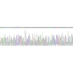 Rat Keratin 19 (KRT19) Protein