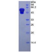 SDS-PAGE analysis of recombinant Human Kidney Injury Molecule 1 (Kim1) Protein.