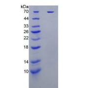 abx067647