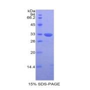 abx067651