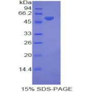 SDS-PAGE analysis of Rat KIF5A Protein.
