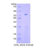 SDS-PAGE analysis of Human Kruppel Like Factor 4, Gut (KLF4) Protein.