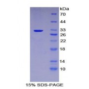 SDS-PAGE analysis of recombinant Mouse Kruppel Like Factor 4, Gut (KLF4) Protein.