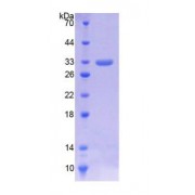 SDS-PAGE analysis using LDHA Protein.