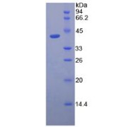 SDS-PAGE analysis of recombinant Dog Lactoferrin Protein.