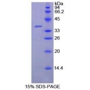 SDS-PAGE analysis of recombinant Goat Lactoferrin Protein.