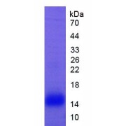 SDS-PAGE analysis of Rat Lactoferrin Protein.