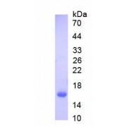 SDS-PAGE analysis of recombinant Human Lactoferrin Protein.