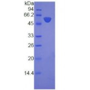 SDS-PAGE analysis of recombinant Human Laminin Beta 3 (LAMb3) Protein.