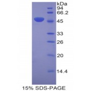 SDS-PAGE analysis of Mouse Laminin gamma 2 Protein.