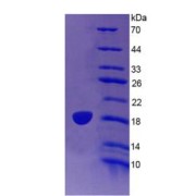 SDS-PAGE analysis of Mouse LCAT Protein.