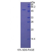 SDS-PAGE analysis of Rat LEFTY1 Protein.