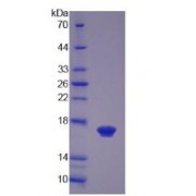 SDS-PAGE analysis of Human LEFTY2 Protein.