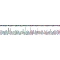 Mouse PC4 and SFRS1-Interacting Protein (PSIP1) Protein