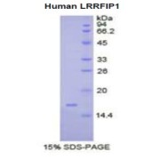 SDS-PAGE analysis of Human LRRFIP1 Protein.