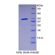 abx067760