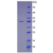 SDS-PAGE analysis of Human LIF Protein.