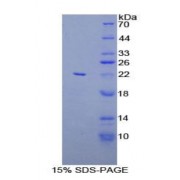 SDS-PAGE analysis of Rat LAT2 Protein.