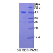 SDS-PAGE analysis of Rat Lipocalin 8 Protein.