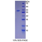 SDS-PAGE analysis of recombinant Cow LBP Protein.