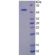 abx067808
