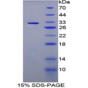 abx067815
