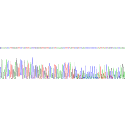 Human Liver Expressed Antimicrobial Peptide 2 (LEAP2) Protein