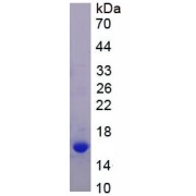 abx067817