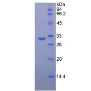 SDS-PAGE analysis of Human LRP6 Protein.