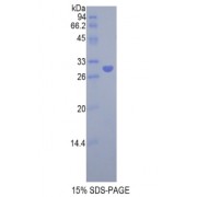 SDS-PAGE analysis of Rat LRPAP1 Protein.