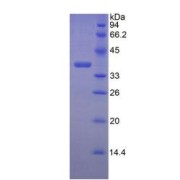 SDS-PAGE analysis of Mouse Lumican Protein.