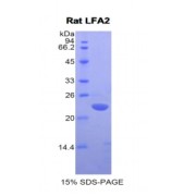SDS-PAGE analysis of Rat LFA2 Protein.