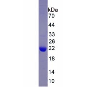 SDS-PAGE analysis of recombinant Human Lysine Specific Demethylase 4C (KDM4C) Protein.
