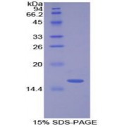 SDS-PAGE analysis of Cow Lysozyme Protein.