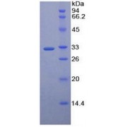 SDS-PAGE analysis of recombinant Human MAEA Protein.