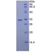 SDS-PAGE analysis of recombinant Human MAEA Protein.