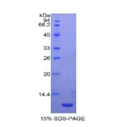 SDS-PAGE analysis of Rat MIP1b Protein.