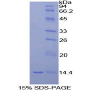 SDS-PAGE analysis of Rat MIP1g Protein.