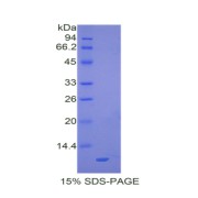 SDS-PAGE analysis of Mouse MIP3a Protein.